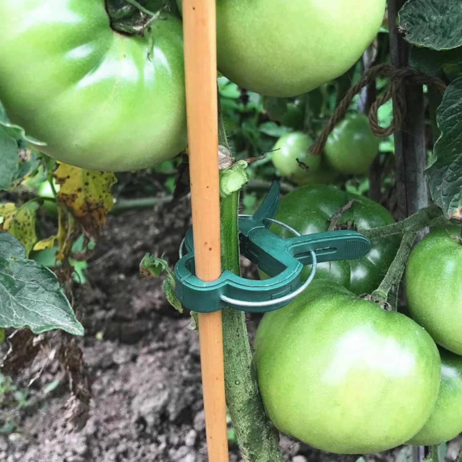 Plant Fixed Clips Reusable Gar - Vine Climbing Plastic recensione e prezzo