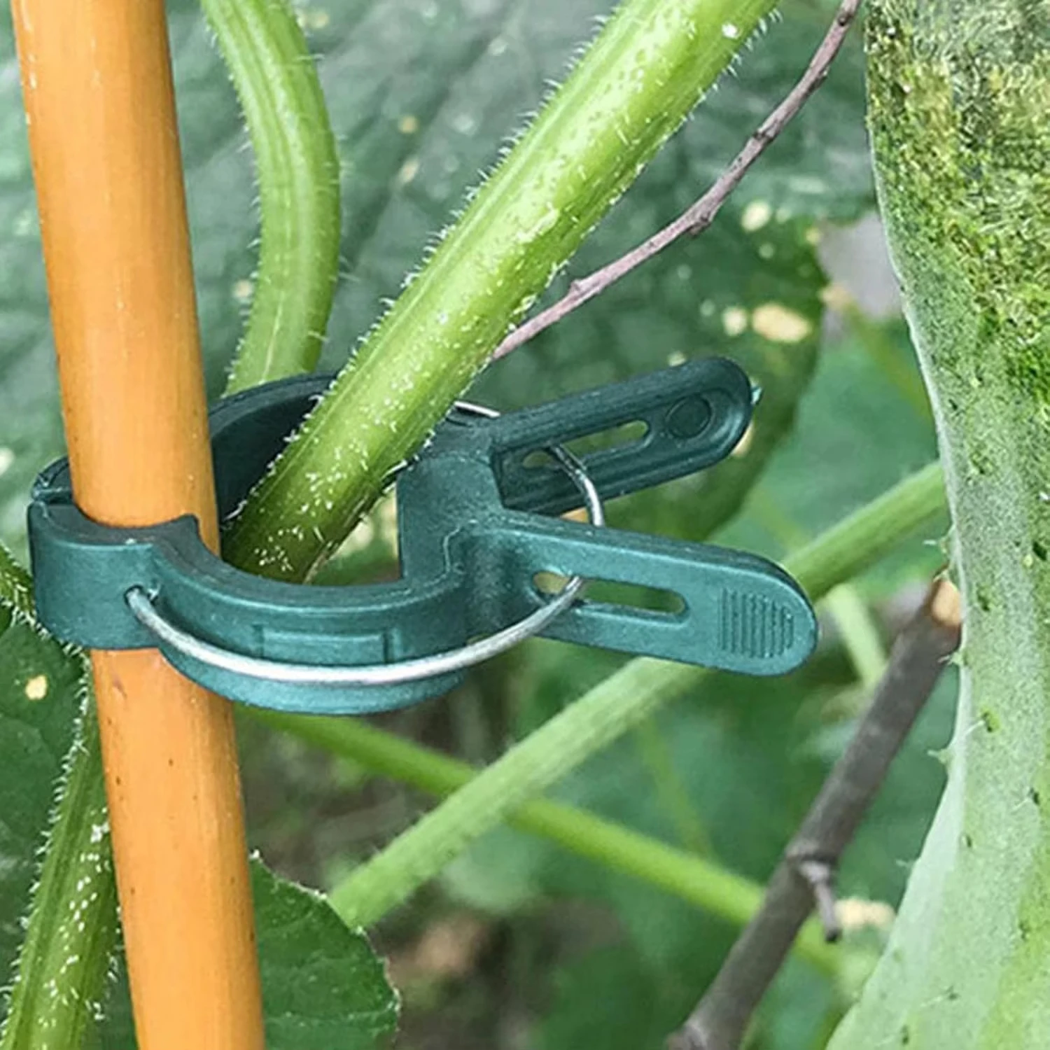 Plant Fixed Clips Reusable Gar - Vine Climbing Plastic recensione e prezzo