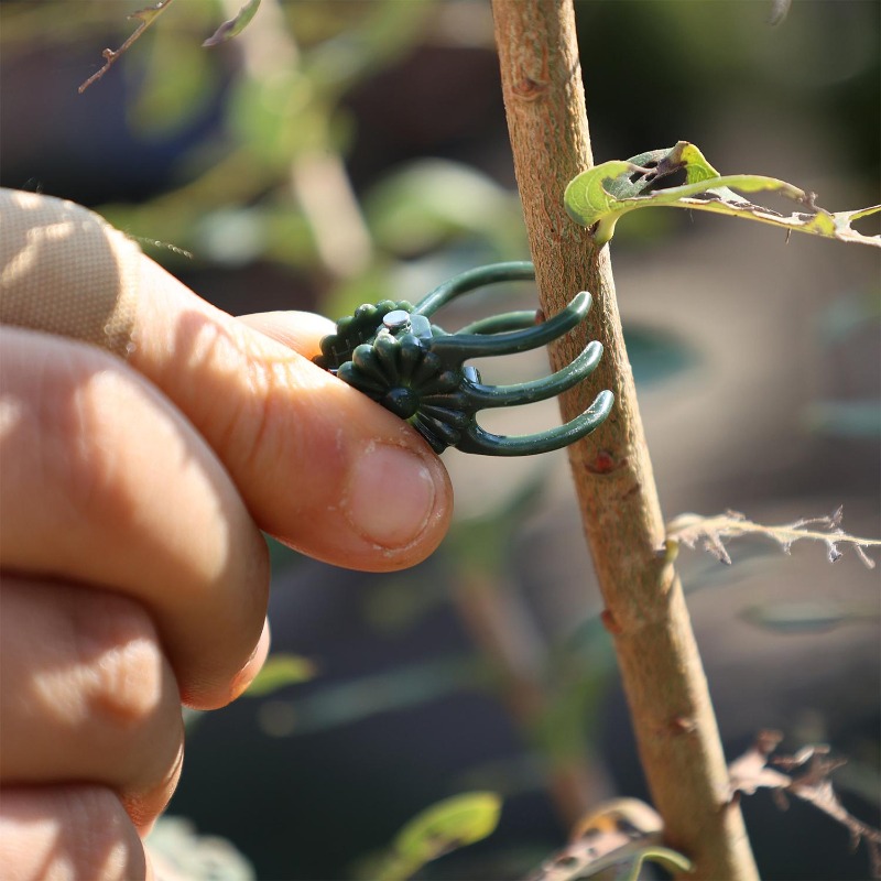 Wholesale Mini Plant Support C - Vine Climbing Plastic recensione e prezzo