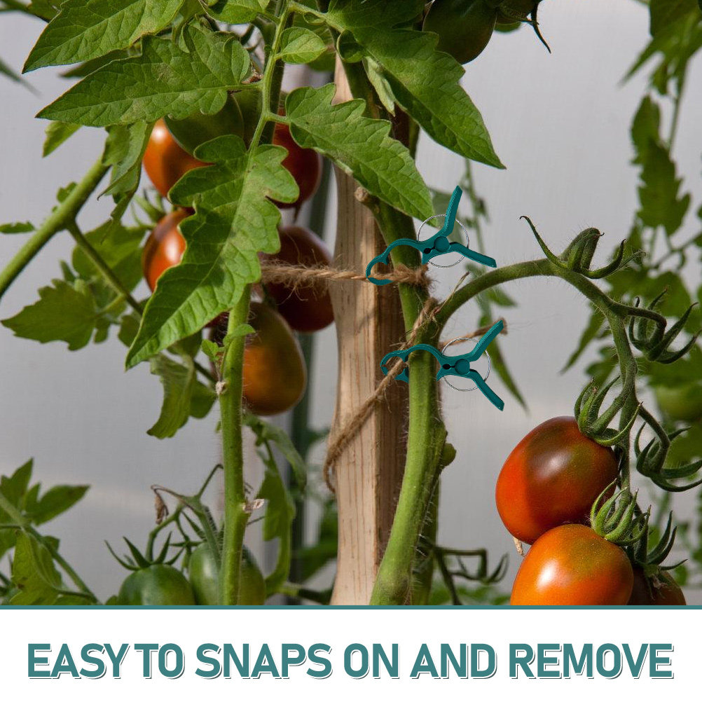 50Pcs Tomato Stem Support Clip - Vine Climbing Plastic recensione e prezzo