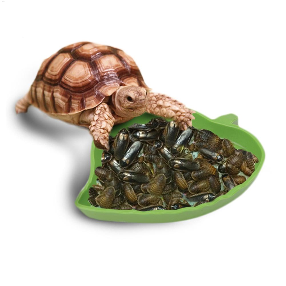 Amphibians Reptiles Feeder Pla - Water Dish Reptile recensione e prezzo
