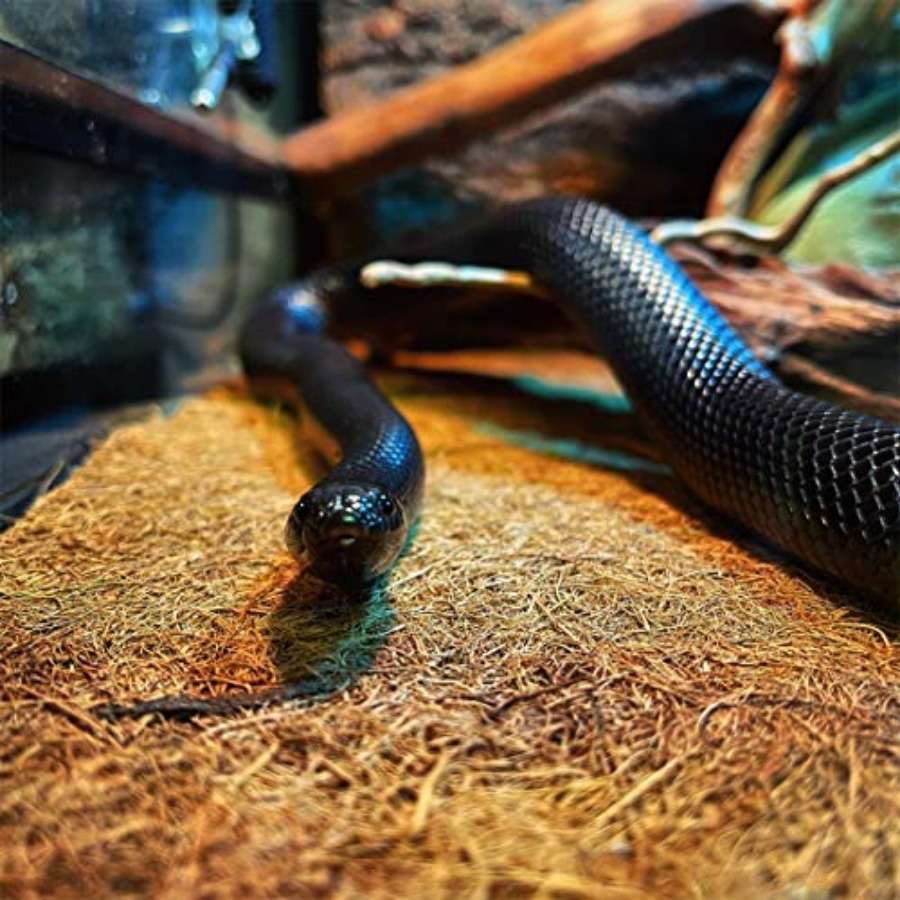 Reptile Carpet Mat 19.7x11.8in - Substrate Coconut Fiber recensione e prezzo
