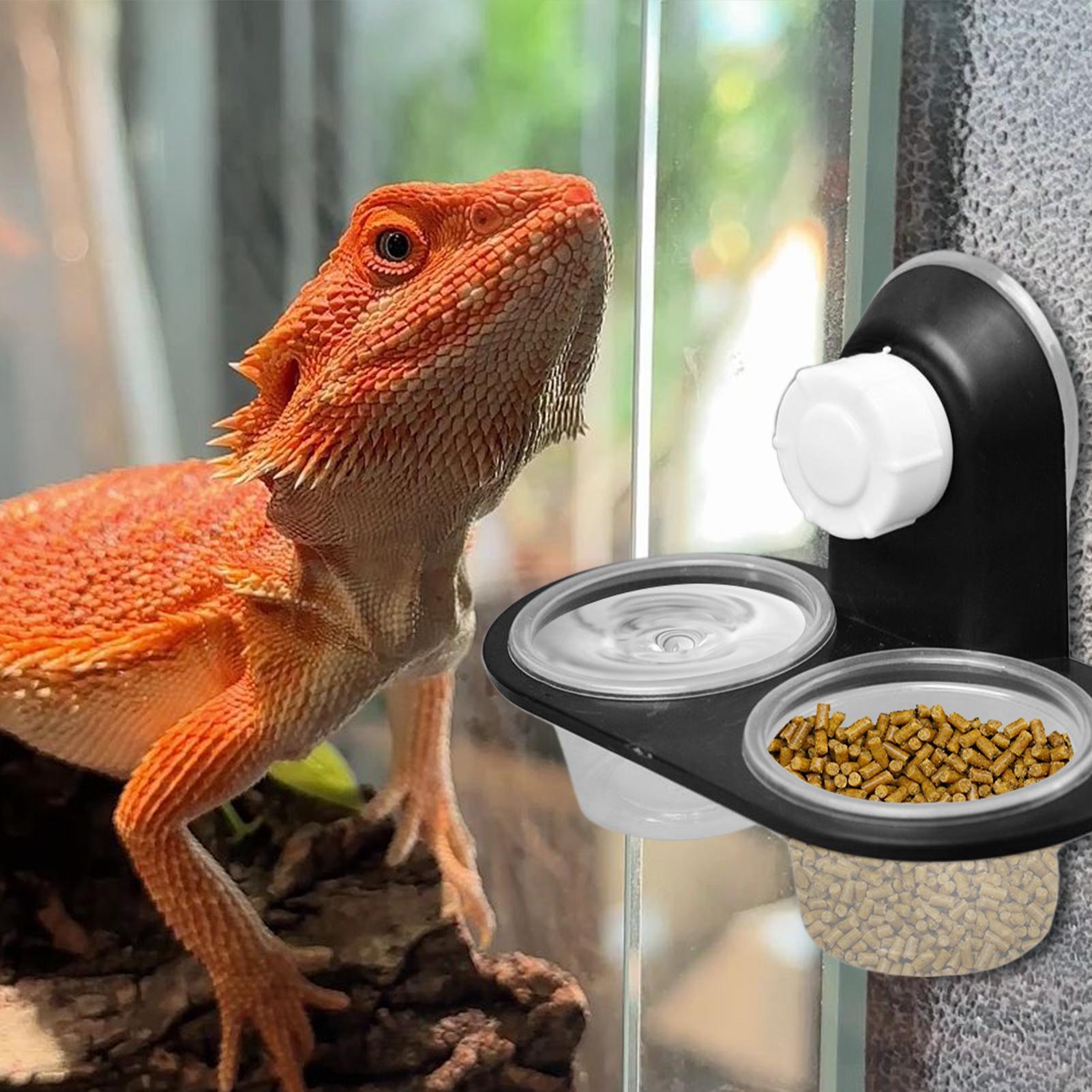 Gecko Food Dish Gecko Feeding  - Water Dish Reptile recensione e prezzo