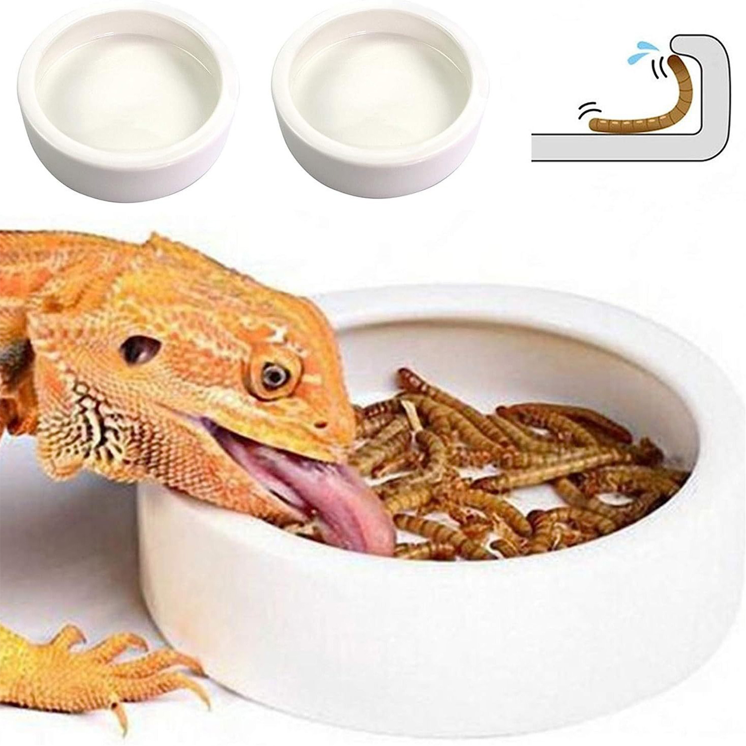 Reptile Food Bowl Feeding and  - Water Dish Reptile recensione e prezzo