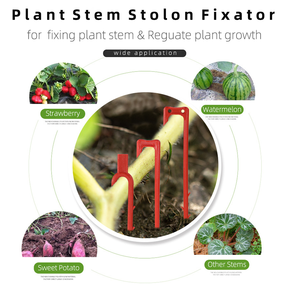20-50PCS Strawberry Planting F - Vine Climbing Plastic recensione e prezzo
