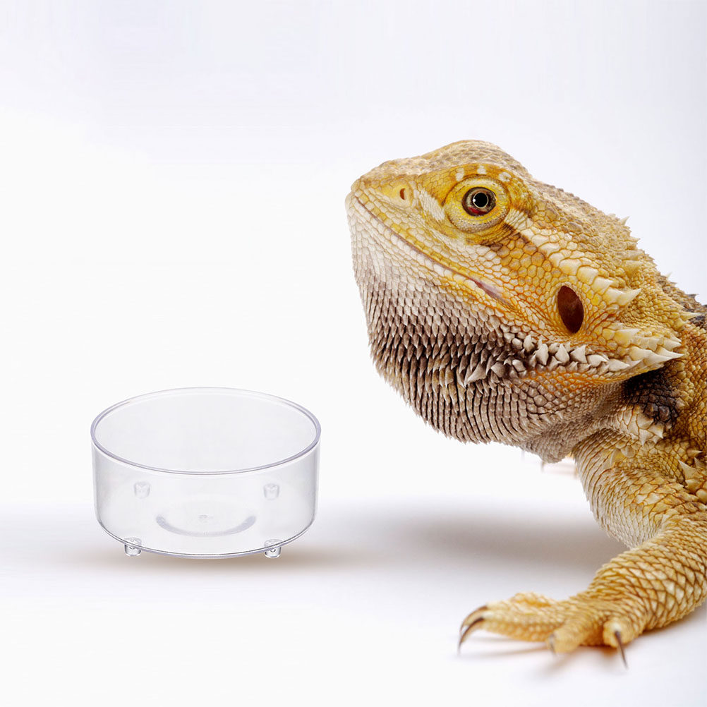 10Pcs Acrylic Reptile Food Dis - Water Dish Reptile recensione e prezzo