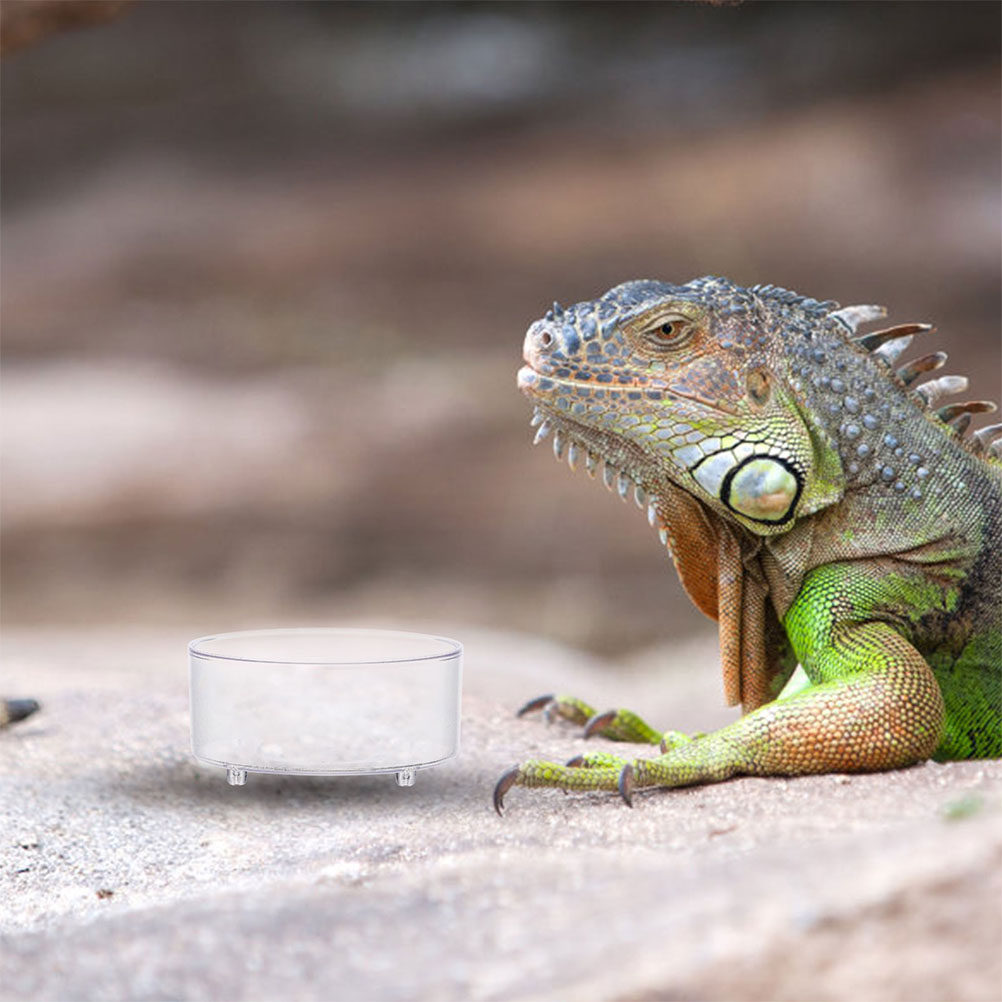 10Pcs Acrylic Reptile Food Dis - Water Dish Reptile recensione e prezzo