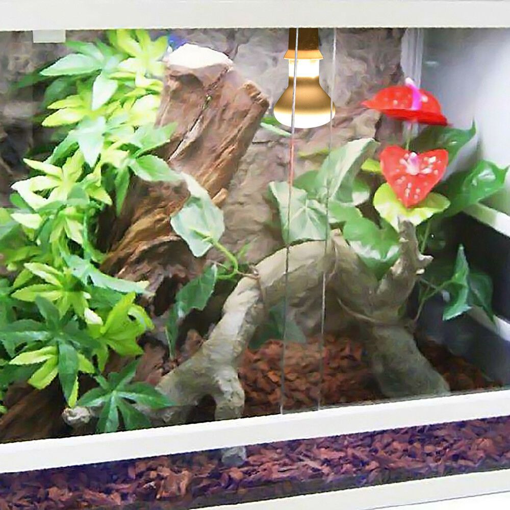 Turtle Temperature Controller  - Basking Bulb Halogen recensione e prezzo