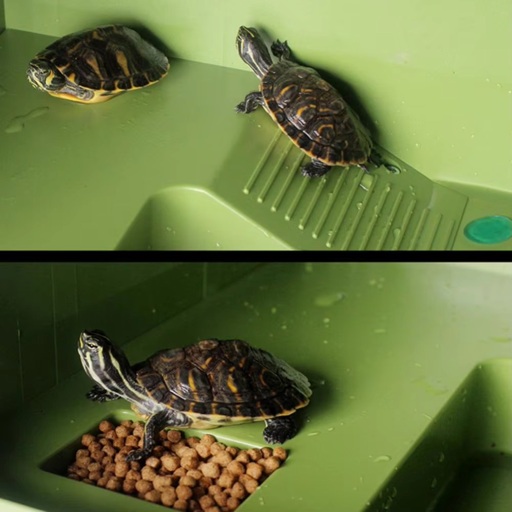 Water Land Slope Box Feeding C - Water Dish Reptile recensione e prezzo