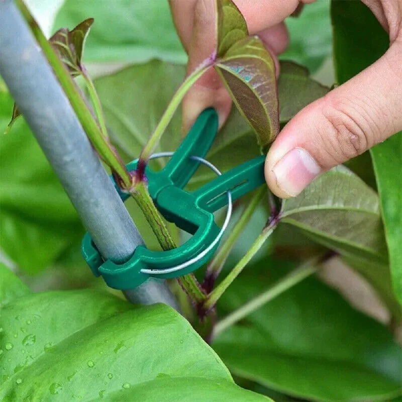 50 Reusable Plant Fixed Clips, - Vine Climbing Plastic recensione e prezzo