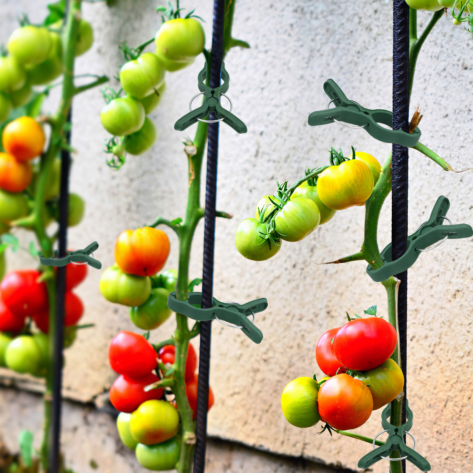 50Pcs Plastic Garden Plant Cli - Vine Climbing Plastic recensione e prezzo
