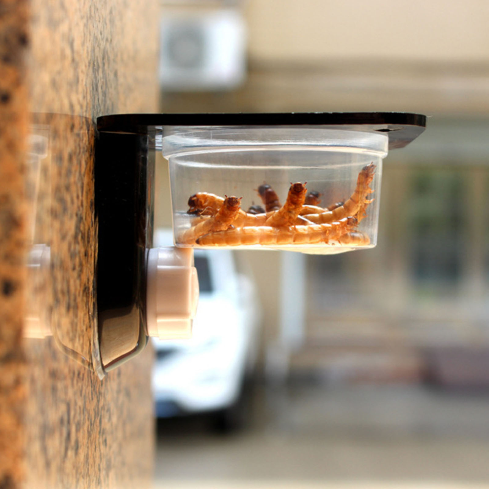 Crested Gecko Feeding Ledge Re - Water Dish Reptile recensione e prezzo