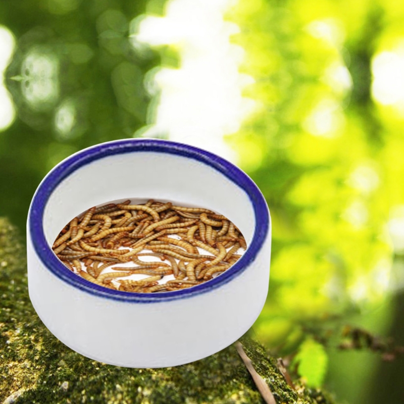Reptile Bowl Spider Water Dish - Water Dish Reptile recensione e prezzo